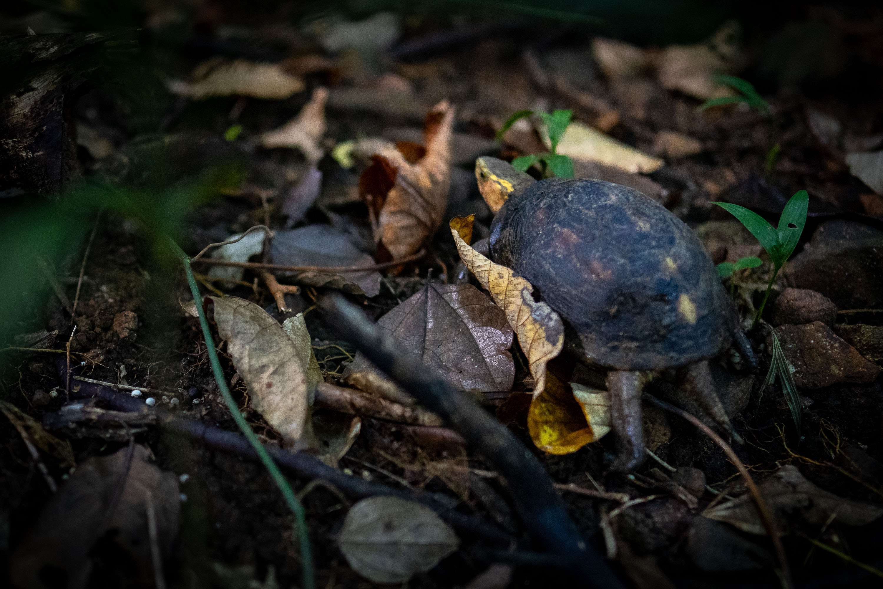 7CR08979_ILCE-7CR_Japan_Summer