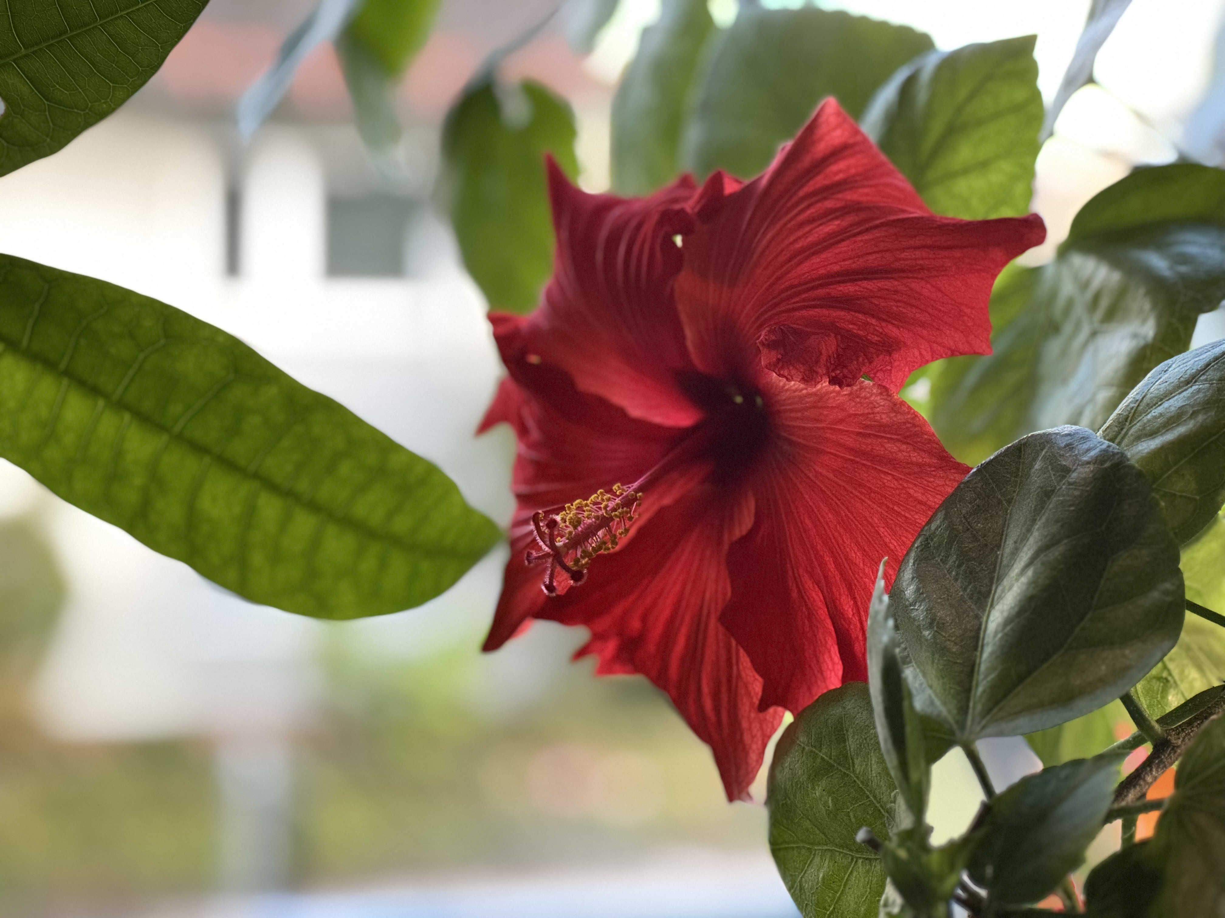 hibiscus