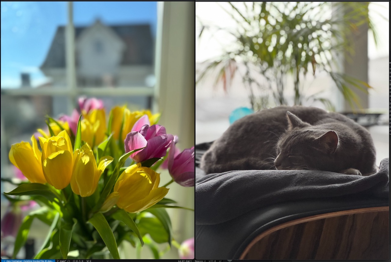 tulip and gaston the cat